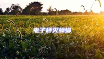 電子秤滅蟑螂