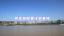 養(yǎng)寵物鼠要注意事項
