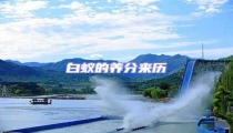 白蟻的養(yǎng)分來歷