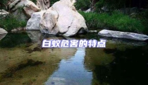 白蟻危害的特點