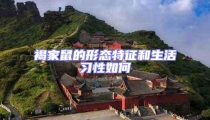 褐家鼠的形態(tài)特征和生活習(xí)性如何