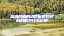 深圳白蟻防治告訴您白蟻和螞蟻有什么區別