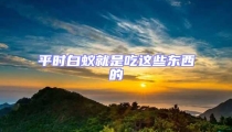 平時白蟻就是吃這些東西的