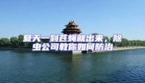 夏天一到蒼蠅就出來,除蟲公司教你如何防治