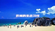 蒼蠅的生態(tài)習(xí)性