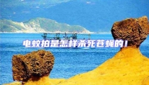 電蚊拍是怎樣殺死蒼蠅的!