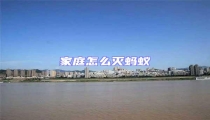 家庭怎么滅螞蟻