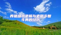 養(yǎng)豬場小老板與老鼠斗智斗勇的經歷