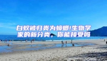 白蟻被歸類為蟑螂!生物學家的新分類,你能接受嗎