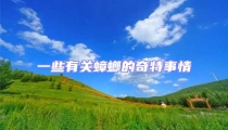 一些有關蟑螂的奇特事情