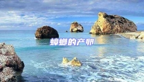 蟑螂的產卵