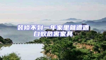 裝修不到一年家里就遭遇白蟻危害家具