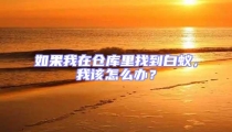 如果我在倉庫里找到白蟻,我該怎么辦?