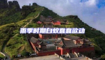 雨季時期白蟻蠢蠢欲動