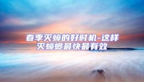 春季滅蟑的好時機(jī)-這樣滅蟑螂最快最有效