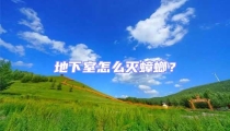 地下室怎么滅蟑螂？