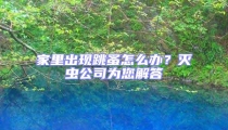 家里出現跳蚤怎么辦?滅蟲公司為您解答