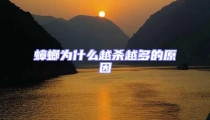 蟑螂為什么越殺越多的原因