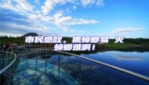 市民感嘆,抓蟑螂易 滅蟑螂難啊!