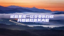 琥珀里現(xiàn)一億歲受傷白蟻 開膛破肚露其內(nèi)臟