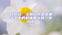 白蟻站:土棲白蟻是筑巢于土中的群體很大的一類白蟻