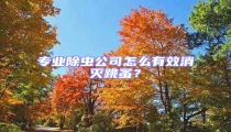 專業除蟲公司怎么有效消滅跳蚤?