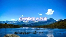 白蟻的強(qiáng)大危害