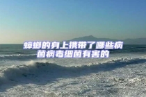 蟑螂的身上攜帶了哪些病菌病毒細菌有害的