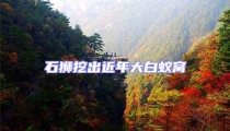 石獅挖出近年大白蟻窩