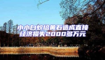 小小白蟻給黃石造成直接經濟損失2000多萬元