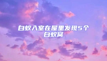 白蟻入室在屋里發現5個白蟻窩