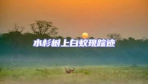 水杉樹上白蟻現蹤跡