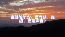 老鼠怕什么?是氣味、味道,還是聲音?