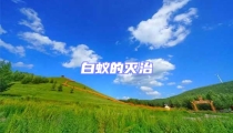 白蟻的滅治