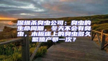 深圳殺臭蟲公司:臭蟲的生命周期,冬天不會有臭蟲,木板床上的臭蟲多久繁殖產(chǎn)卵一次?