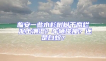 臨安一些水杉樹樹干腐爛 泥土潮濕?車輛碰撞?還是白蟻?