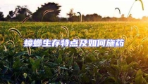 蟑螂生存特點及如何施藥