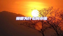 蟑螂為什么叫小強