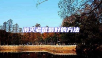 消滅老鼠最好的方法