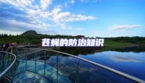 蒼蠅的防治知識