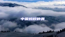 中國(guó)螞蟻種類(lèi)