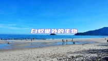白蟻巢外的生物