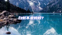 白蟻不是螞蟻？
