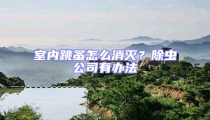 室內跳蚤怎么消滅?除蟲公司有辦法