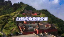 白蟻成為全球公害