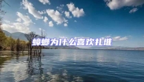 蟑螂為什么喜歡扎堆