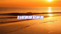 白蟻的常見(jiàn)種類(lèi)