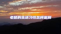 老鼠的生活習性怎樣鑒別