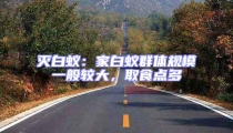 滅白蟻:家白蟻群體規模一般較大,取食點多
