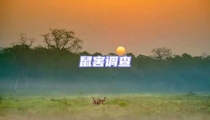 鼠害調(diào)查